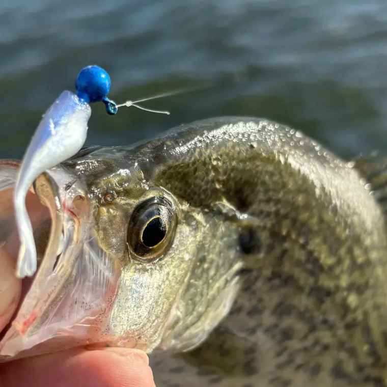 Crappie Slammers 15ct Mini Split Shad - Blue Crystal