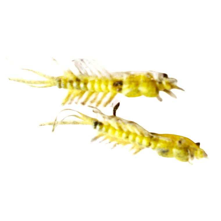 Creme Nymph - Mayfly - #8 1.5'' Yellow 2pk