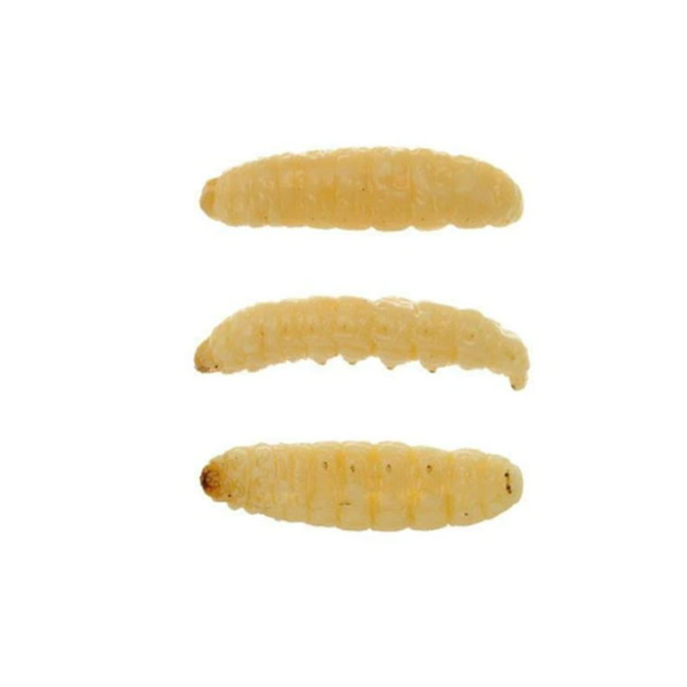 Eurotackle Mummy Worm - Natural - 101