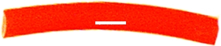 Luhr Jensen - Dipsy Diver Snubber - 12'' Fire