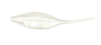 Bass Assassin Shad 1.5'' - Alewife 15pk