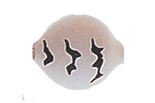 Yakima Lil Corky Header - #14 Blue Glo Black Tiger 6pk
