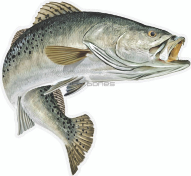 Salty Bones Mega Sticker, 8.5x11 Speckled Trout Right