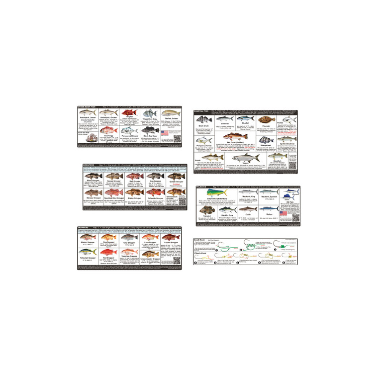 Salty Bones Sticker Set, 8.5x11 FL SW Fish ID&Laws