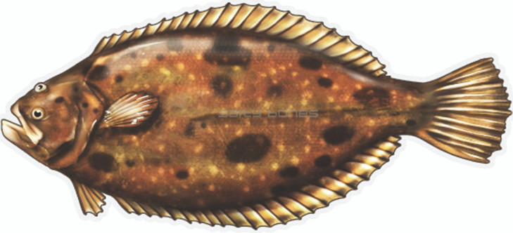 Salty Profile Sticker, 4.5x15.75 Flounder