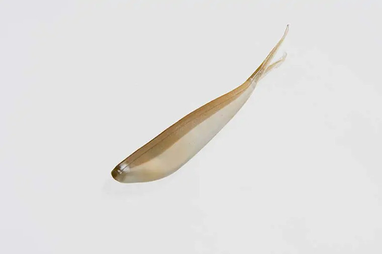 Zoom - Tiny Fluke - 3in 20bg Ark Shiner -