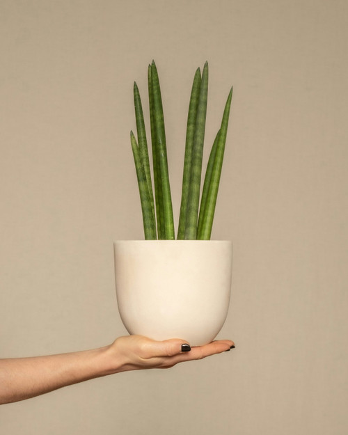 Sansevieria