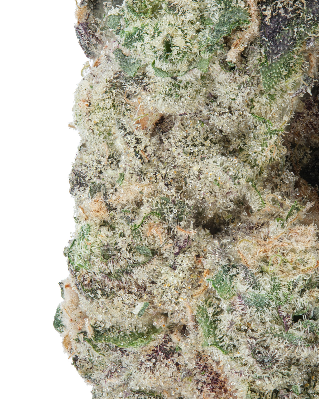 THCa Gush Mintz Indoor Living Soil – Relaxing Indica Hybrid with