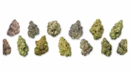 Why Do People Take THCa? Here's the Full Breakdown