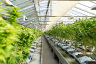What Every Buyer Should Know Before Purchasing Indoor THCa Flower