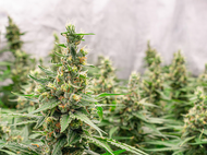 Legendary Strains You Don’t Want to Miss