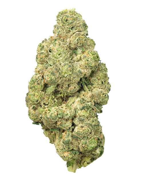 A dense Lilac Diesel cannabis bud displaying vibrant lime green foliage intertwined with light orange pistils and heavily coated in golden-white crystal trichomes