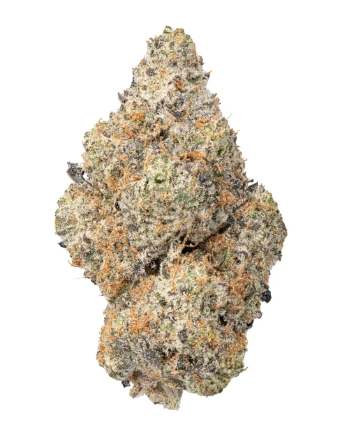A dense Blue Lobster cannabis bud displaying bright green and purple hues, orange pistils, and a heavy frost of crystalline trichomes