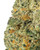 THCa Marmalade Indoor Living Soil