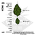 An image depicting the sizes of cannabis bud in both Smalls and Micros next to a 1 inch ruler with the text reading "Actual bud size may vary. Small buds are sorted through a 1/2 inch screen. Micros are sorted through a 1/4 inch screen."