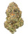 A dense Purple Punch cannabis bud featuring deep forest green and dark purple hues, bright orange pistils, and a layer of crystalline trichomes