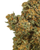 Close up of a dense Swizzlers CBD hemp bud featuring forest green leaves and amber pistils, coated in white crystal trichomes