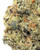 Close up of a dense Trapzilla cannabis bud displaying olive green leaves, light orange pistils, and a heavy frost of crystalline trichomes