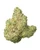 A dense Zour Apples cannabis bud featuring bright green leaves, orange pistils, and a thick layer of frosty trichomes
