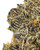 Close up of a dense Honey Banana cannabis bud featuring dark, forest green leaves with deep purple hues, bright orange pistils, coated in golden crystalline trichomes