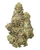 A dense Purple Push Pop cannabis bud featuring olive green leaves and dark purple hues, bright orange pistils, and a layer of crystalline trichomes