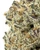 THCa Sub Zero Indoor Living Soil