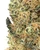 THCa Detroit Muscle Indoor Living Soil