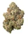THCa Sunset Runtz Indoor Living Soil