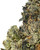 Close up of a dense Rainbow Cotton Candy cannabis bud featuring dark forest green leaves and amber pistils, coated in white crystal trichomes
