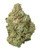 A dense Petro Chem cannabis bud featuring bright forest green leaves and amber pistils, coated in a sparkling layer of white crystal trichomes 
