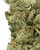 Close up of a dense Petro Chem cannabis bud featuring bright forest green leaves and amber pistils, coated in a sparkling layer of white crystal trichomes 