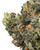 THCa Eastbound Indoor Living Soil