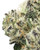 THCa Floruit Indoor Living Soil
