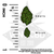 An image depicting the sizes of cannabis bud in both Smalls and Micros next to a 1 inch ruler with the text reading "Actual bud size may vary. Small buds are sorted through a 1/2 inch screen. Micros are sorted through a 1/4 inch screen."