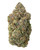  A dense Guava Gelato Breath cannabis bud, featuring a vibrant blend of deep forest green and minty hues, accented by bright orange pistils, and coated in a frosty layer of resinous white trichomes