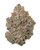 A dense Lemon Cherry Gelato cannabis bud featuring deep forest-green leaves, interwoven with dark purple hues and bright orange pistils, heavily coated in glistening, frosty white trichomes
