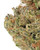 Close up of a dense Lemon Drop cannabis bud with green leaves, orange hairs, and frosty trichomes.