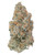 A dense Peaches & Cream cannabis bud featuring forest green leaves with purple hues, bright orange pistils, and a thick, frosty layer of crystalline trichomes