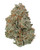 A dense White Cheddar CBG hemp bud featuring forest green leaves and amber pistils, coated in an icy layer of white trichomes