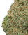 Close up of dense Green Crack cannabis bud, featuring vibrant light-green foliage, orange pistils, and a frosty dusting of glistening trichomes