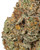 THCa Bruce Banner Indoor Living Soil