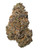 A dense Daywalker Diesel cannabis bud featuring dark forest green and earthy brown hues, highlighted by a dusting of sparkling white trichomes and fiery orange pistils