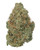 A dense Panama Red cannabis bud displaying forest green leaves woven with orange pistils, and coated in a frosty layer of crystal trichomes 