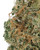 Close up of a dense Panama Red cannabis bud displaying forest green leaves woven with orange pistils, and coated in a frosty layer of crystal trichomes 