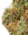 Close up of an Alaskan Thunder Fuck cannabis bud featuring vibrant forest-green and lighter lime leaves, with fiery orange pistils, and a heavy frost of crystal-like trichomes