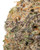 Close up of a dense Gastro Pop cannabis bud featuring forest green leaves with purple hues, bright orange pistils, and a thick, frosty layer of crystalline trichomes