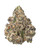 A dense Platinum Lemon Cherry Gelato cannabis bud featuring forest green leaves with deep purple hues, bright orange pistils, coated in crystalline trichomes
