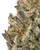 Close up of a dense G-13 cannabis bud featuring forest green leaves with deep purple hues, burnt orange pistils, coated in a thick layer of crystalline trichomes