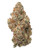 A dense Super Silver Haze cannabis bud displaying olive green leaves, purple hues, orange pistils, and a heavy frost of crystalline trichomes