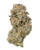 A dense Sticky Purple cannabis bud displaying forest green leaves woven with yellow-orange pistils, and coated in a frosty layer of crystal trichomes 